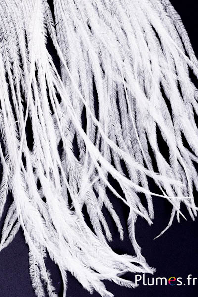 Autruche barbules - 8-15 cm - blanc